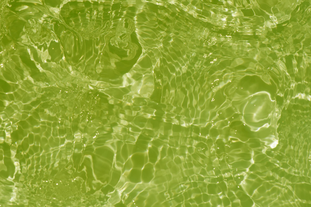 Understanding Pool Algae and How to Keep Your Pool Clear