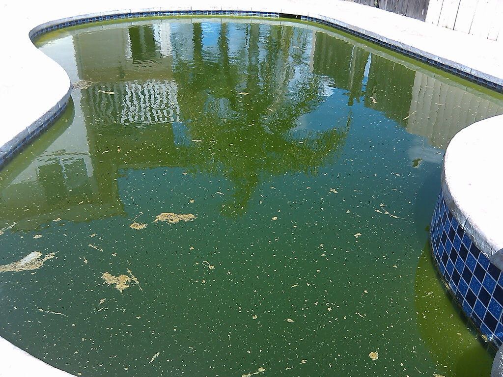 Pool algae treatment